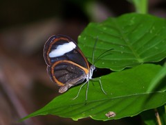Pseudoscada timna timna