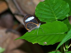 Pseudoscada timna timna