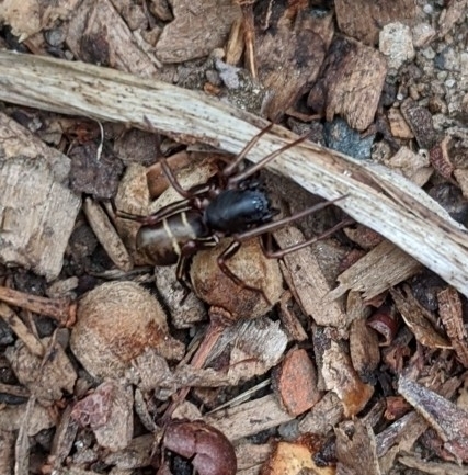 Two-banded Ant-mimic Sac Spider photo 5