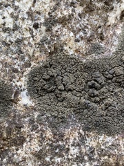 Placynthium flabellosum