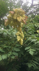 Koelreuteria paniculata