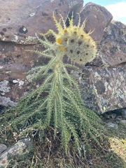 Cirsium funkiae