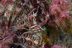 Ceratocarcinus longimanus