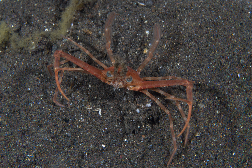 Lupocyclinae