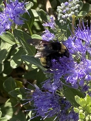 Bombus pensylvanicus