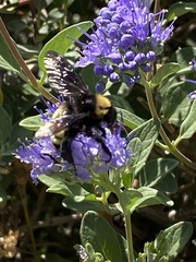 Bombus pensylvanicus