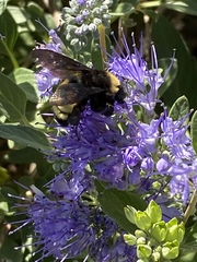 Bombus pensylvanicus