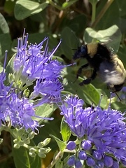 Bombus pensylvanicus