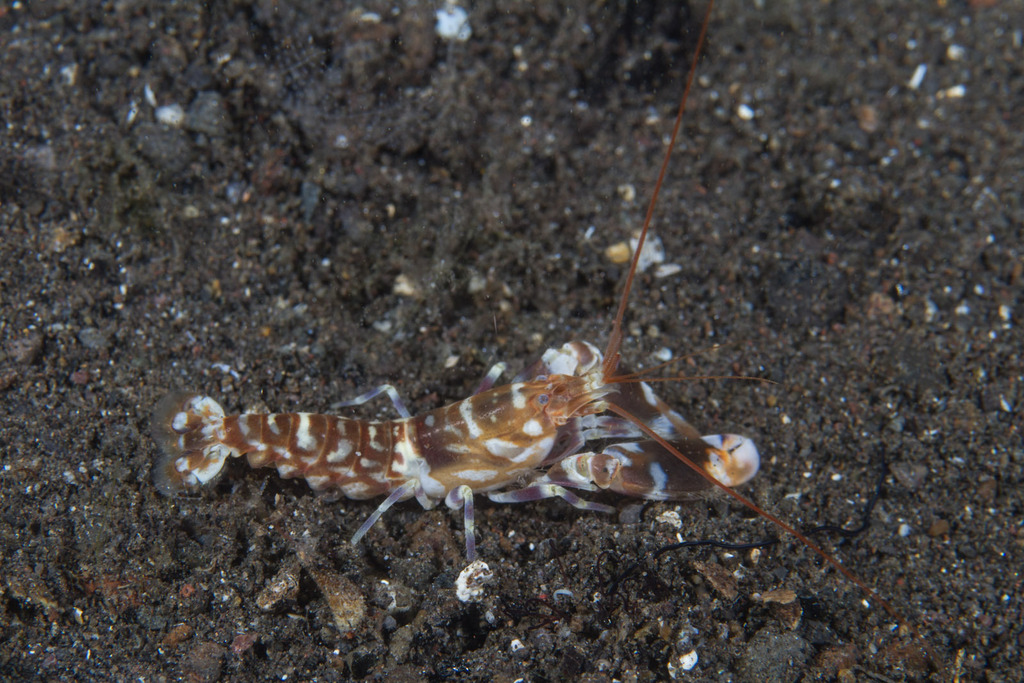 Djibouti Snapping Shrimp