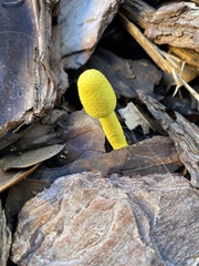 Image Associated With the Occurrence
