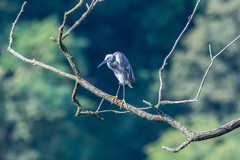 Egretta garzetta × gularis