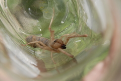 Eremobatinae