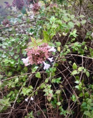 Abelia × grandiflora