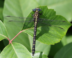 Stylurus notatus