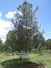 Pinus greggii