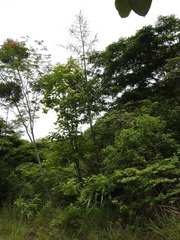 Furcraea guatemalensis