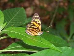Tithorea harmonia furia