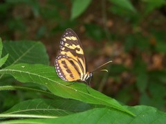Tithorea harmonia furia