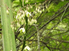 Furcraea guatemalensis