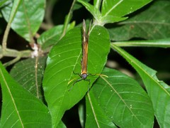 Tithorea harmonia furia