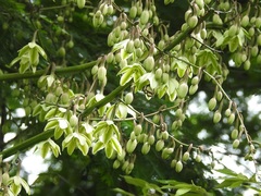 Furcraea guatemalensis