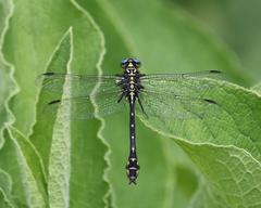 Stylurus notatus
