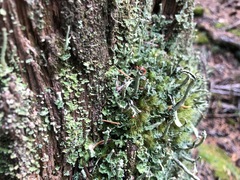 Cladonia transcendens