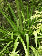 Furcraea guatemalensis