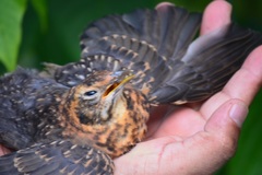 Turdus rufitorques