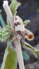 Bothynoderes affinis