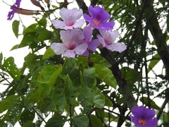 Amphilophium laxiflorum