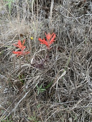 Castilleja subinclusa