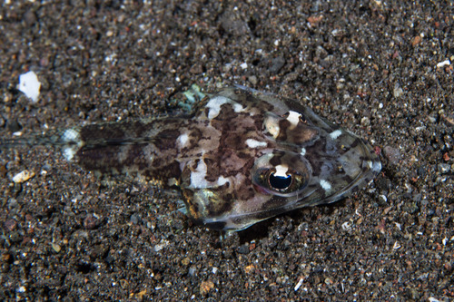 Serrate flathead (Rogadius serratus) — Platycephalidae — 5