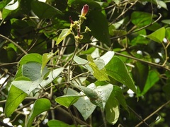 Amphilophium paniculatum