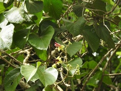 Amphilophium paniculatum