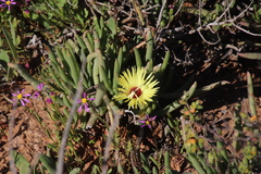 Cephalophyllum pillansii