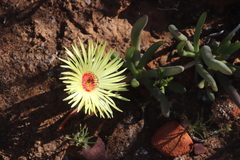 Cephalophyllum pillansii