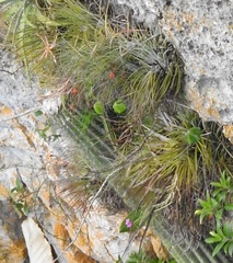 Tillandsia beutelspacheri