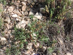 Dipcadi serotinum serotinum