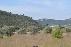 Macrochloa tenacissima