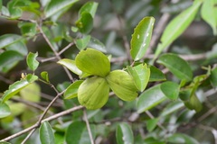 Semialarium mexicanum