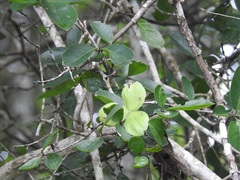 Semialarium mexicanum