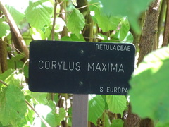 Corylus maxima