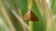 Diastictis