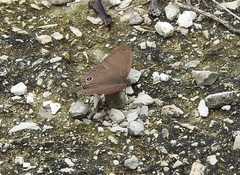 Cissia terrestris