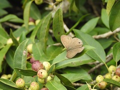 Cissia terrestris