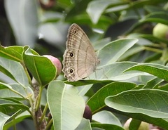 Cissia themis