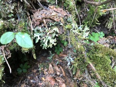 Tuckermanopsis subalpina