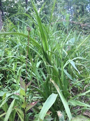 Marshallia trinervia