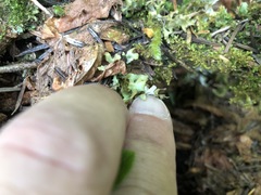 Tuckermanopsis subalpina